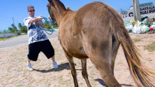 Donkeys & Brazilian Chicks