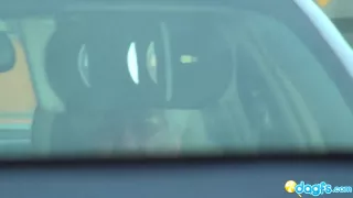 sexy black girlfriend  rane driver seat blowjob