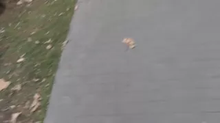 Fancy costume out door sex on Helloween