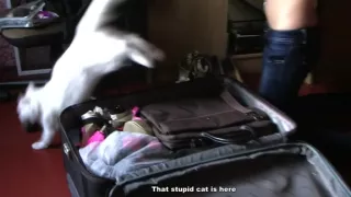 Sex on the plane and amateur anal