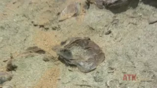 ATKGirlfriends video: Sinn fingers and masturbates her hairy pussy.