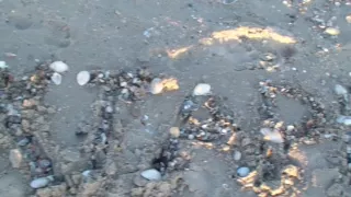 Sex lovers hid in the wood and enjoyed delicate fucking