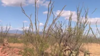 The Return Of The Post Apocalyptic Cowgirls