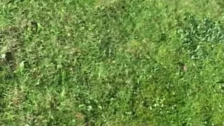 Juvenile golden-haired acquires screwed in all her holes previous to a big 10-Pounder blows cum on her