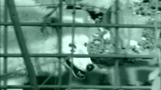 bitch goddess Monique Covet trains her slaves - kinky fetish pleasure