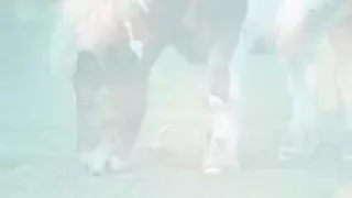 British whore Jodi receives screwed up the booty in a box