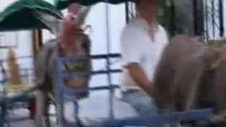 Engulfing Old Fella Knob