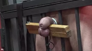 Schwanzfolter mit Eierklemme