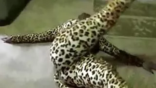 True Love By Ebony Couple !!