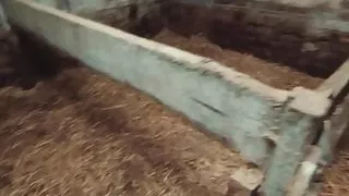 Pigsty Champagne Orgy