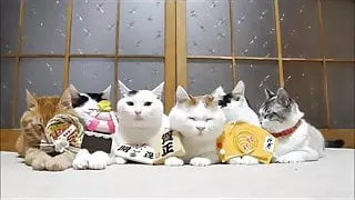 AkeOmeCats