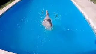 Busty Teen Big Cameltoe In Wet Tight Leggins In The Pool!