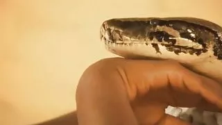 Serpent Rising: Indian Babe Dances Exotic