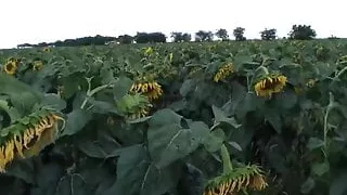 Real passion of teenage couple in the field of sunflowers