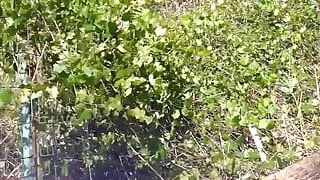 Hawk's nest in Naples