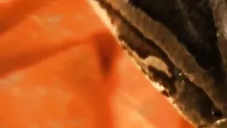 Bollywood Nudes On Display