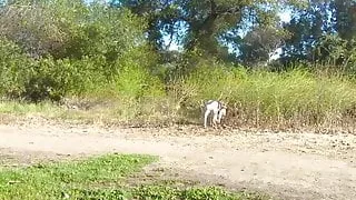 ExxxtraSmall - Caged Teen Fucks A Big Cock