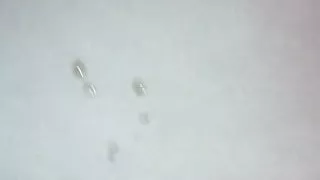 Olten Strassenstrich 2