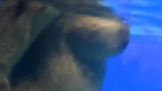 Bollywood Nudes Dancing Queen