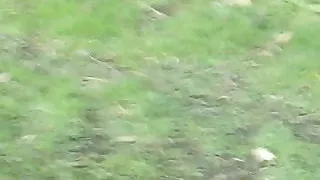 running completely naked right next to busy road