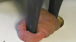 Trampling cock