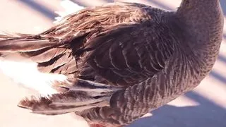 PORNFIDELITY Ebony Babe Ana Foxxx Fucks Big White Dick