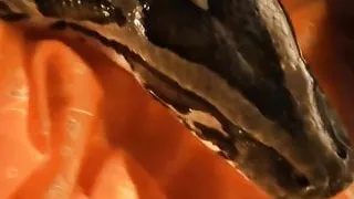 Exotic Dancer With Her Good Luck Charm