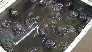 Behind the scenes with blonde superstar Samantha Saint