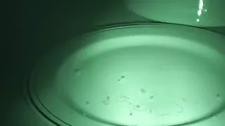 Night vision fucking with super hot Charley Chase