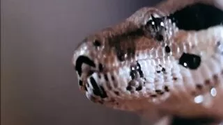 Best Parts Of Devil In Miss Jones