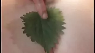 SKLAVIN-Z   Nettles - it hurts