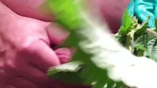 stinging nettle brennessel