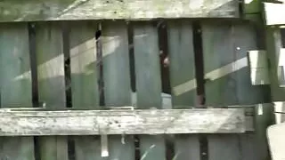 Dirty lesbian group sex with watermelon pissing fisting