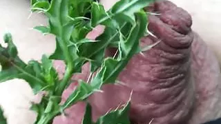 Stinging thistle painfully tourtur