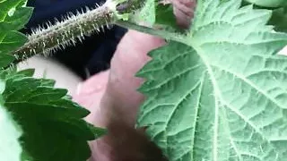 nettles with painfully stining