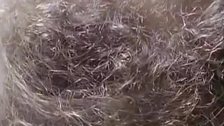 Molly Parker Nude Scene In Kissed Movie ScandalPlanet.Com