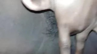 BENGALI BOUDI FINGERING HAIRY PUSSY.mp4