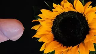 Pollination. PsychoPenis helps the bees