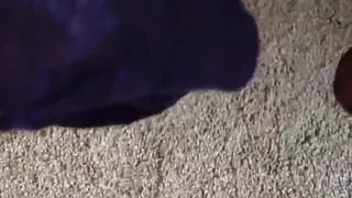 Cumming on Milf purple vs panties