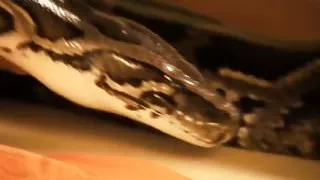 Erotic Seduction Is Mesmrizing