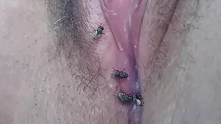 flies drink pussy juice