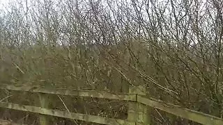 half n tease bridge2.mp4