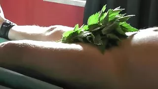 Schwanztorture mit Brennesseln