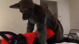 Darkwingo fickt einen Wolfsboi im Hotelzimmer