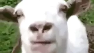 Two gorgeous Latina girls with outstanding butts