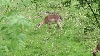 Teen with natural big tits fucks a runner on the trail