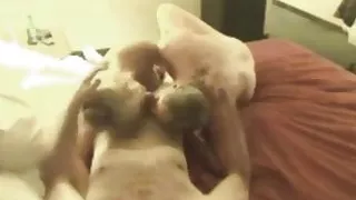 Amazing Teamwork of a Couple for Sucking Dick of Bull