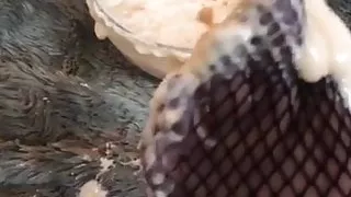 Pedalia Love's Fishnet Toe Dipping in Yogurt