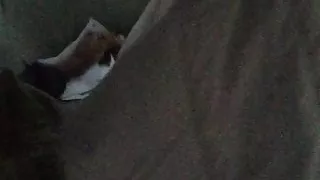 Backseat head from a D.C roller