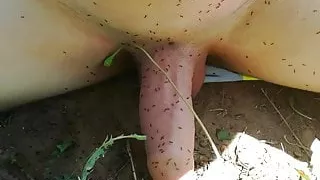 Ameisen essen kleine Schwänze